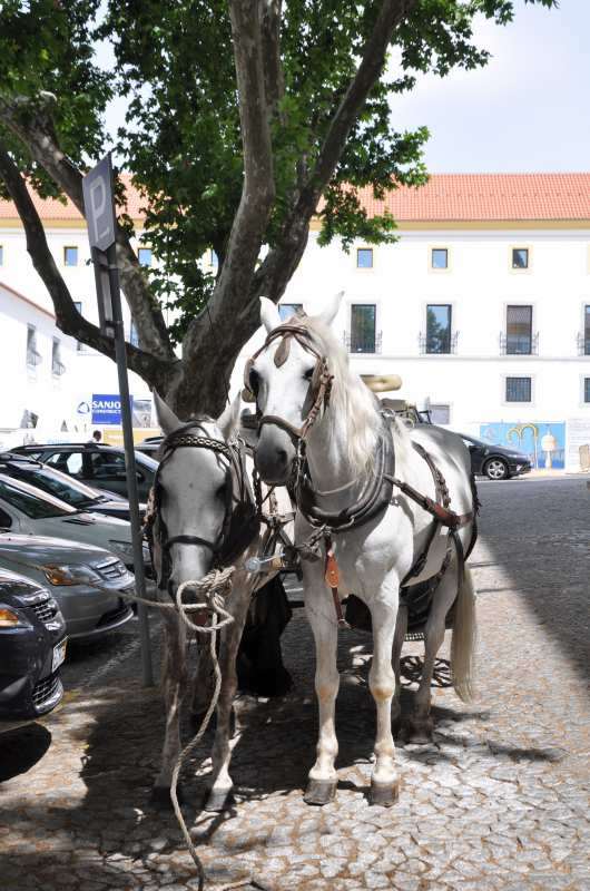 n̔nԁ@in Portugal Evora