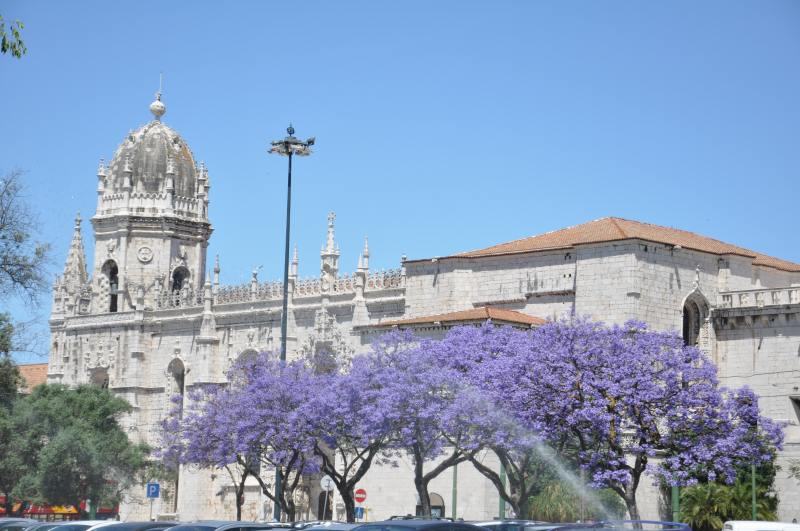 ジェロニモス修道院前のジャカランダ in Portugal Lisboa