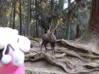 �|�[�N�P�R