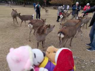 �|�[�N�P�T