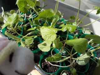 �|�[�N�Q�S