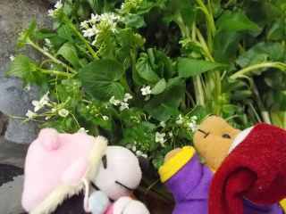 �|�[�N�Q�T